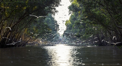 Le parc national de Tram Chim